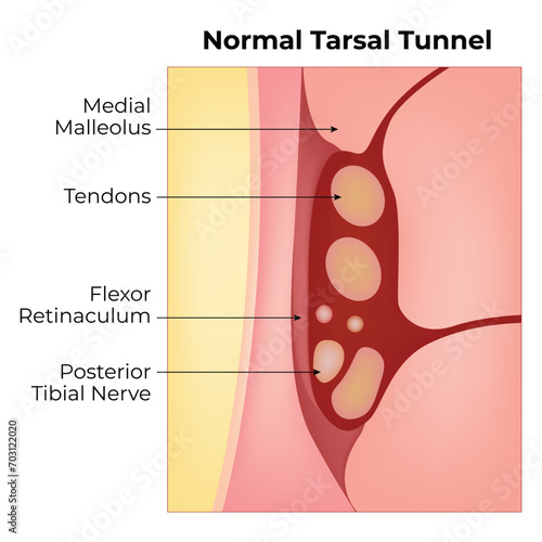 Normal Tarsal Tunnel Science Design Vector Illustration