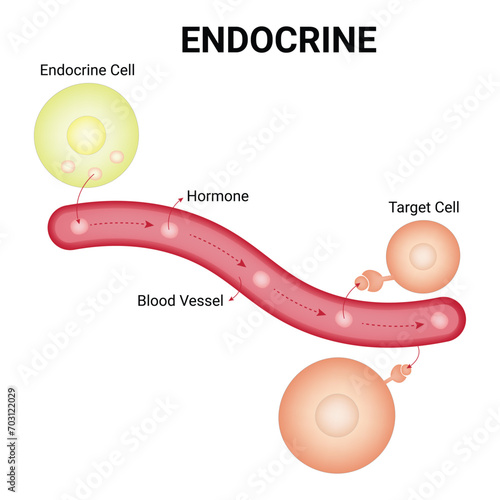 Endocrine Science Design Vector Illustration Diagram