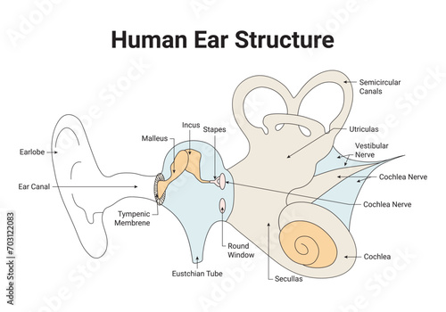 Human Ear Structure Science Design Vector Illustration Diagram photo