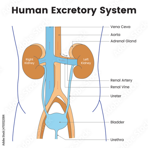 Human Excretory System Science Design Vector Illustration Diagram