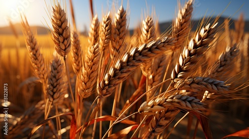 Wheat cereal grain that comes from a grass genus Triticum photo
