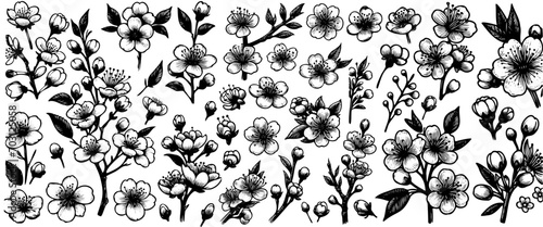 Set of sakura flowers in black and white. Vector hand-drawn illustration cut out on a white background.