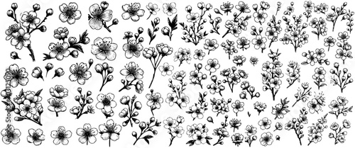 Blooming cherry vector, sketch elements. Sakura vintage flower blossom collection.