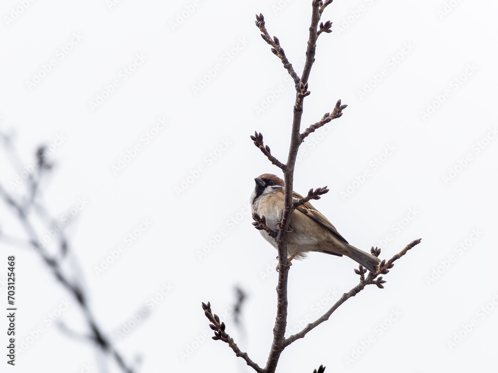 Obraz premium 木の枝にとまるスズメ