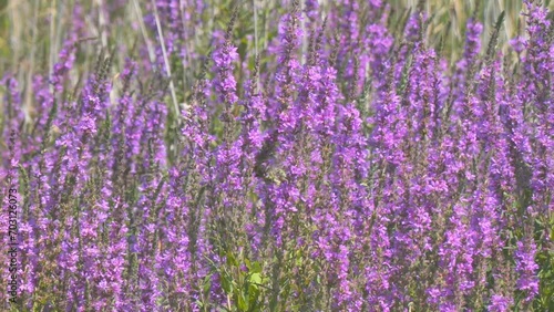 Blooming medicinal meadow grass Lythrum Salicaria or Purple Loostrifire sways in the wind in the meadow. Selective focus. Camera panning photo