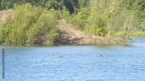 Wild Ducks Great Crested Grebe chomga swim on the lake water. Podiceps cristatus. Camera panning photo