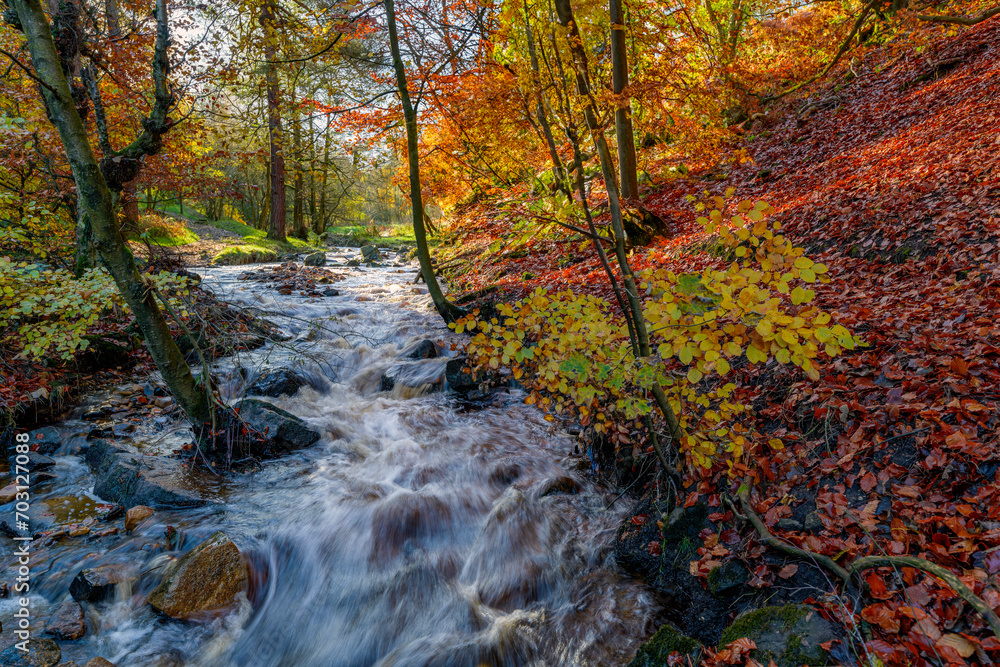 autumn forest stream, Wyming Brook