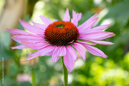 A view of a purple coneflower. © DAVID