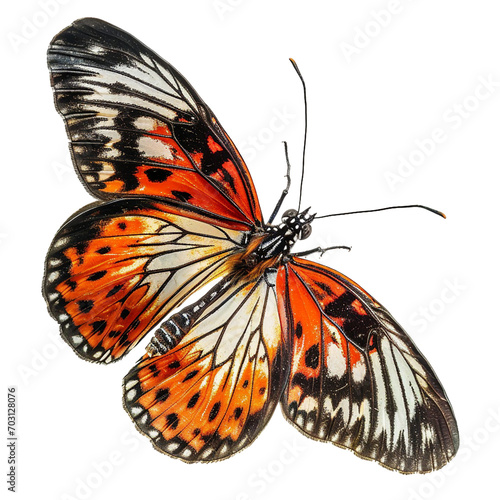 realistic potograph Butterfly, PNG file, isolated image © dataimasu