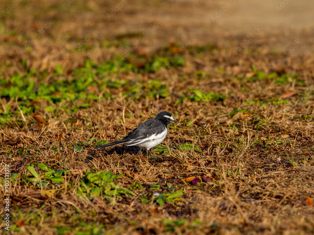 Obraz premium セグロセキレイ
