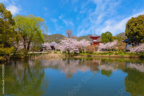 Daikakuji Temple in Kyoto, Japan with Beautiful full bloom cherry blossom garden in spring