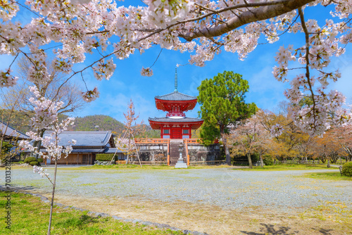 Daikakuji Temple in Kyoto, Japan with Beautiful full bloom cherry blossom garden in spring photo