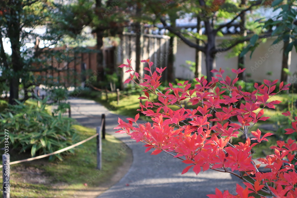 Autumn leaves in the Garden of the Lord's Residence in Koko-en Garden, Himeji, Japan Autumn leaves in the Garden of the Lord's Residence in Koko-en Garden, Himeji, Japan