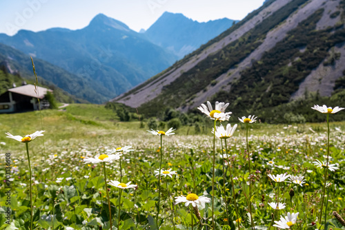 Hiking trail along alpine meadow of daisy flowers in untamed Karawanks, border Austria Slovenia, Europe. Hiking wanderlust in wilderness of Slovenian Alps in summer. Untouched alpine landscape photo
