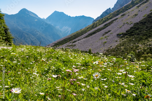 Hiking trail along alpine meadow of daisy flowers in untamed Karawanks, border Austria Slovenia, Europe. Hiking wanderlust in wilderness of Slovenian Alps in summer. Untouched alpine landscape photo