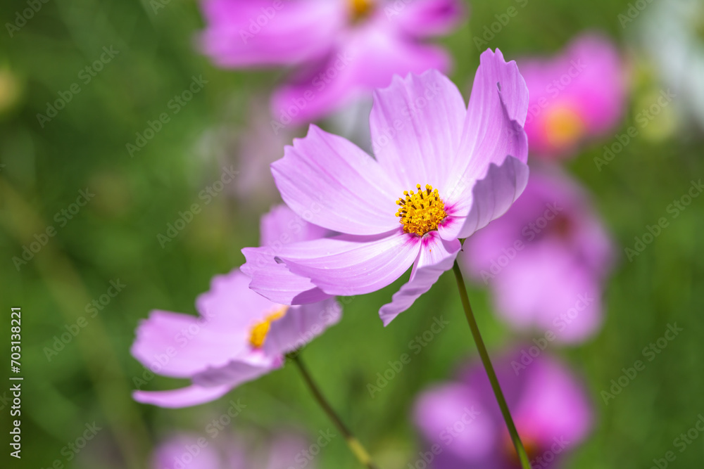 コスモスの花　秋のイメージ