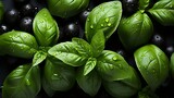 Basil seed herb culinary plant
