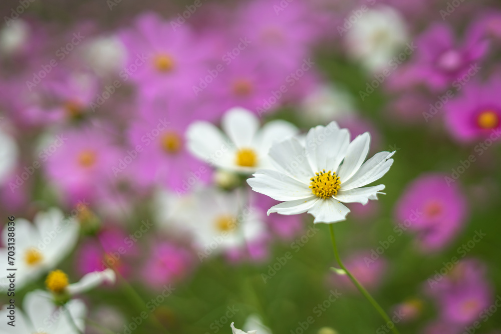 コスモスの花 秋のイメージ コスモスの花 秋のイメージ