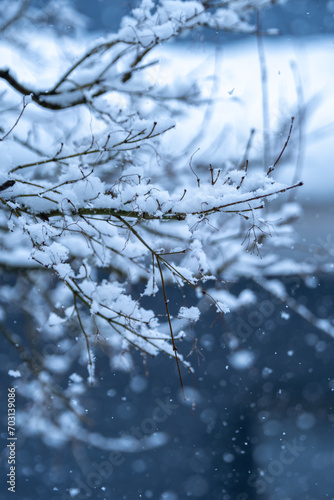 枝の上に積もる雪 冬のイメージ