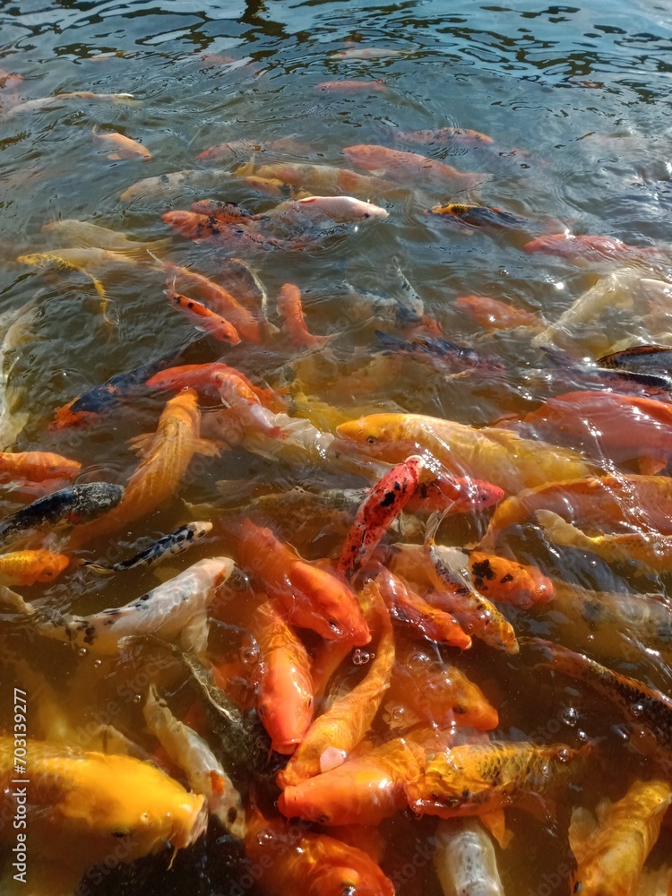 Koi Fish Koi Fish