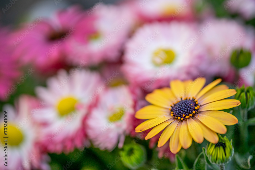 Obraz premium デイジーの花 春の季節のイメージ