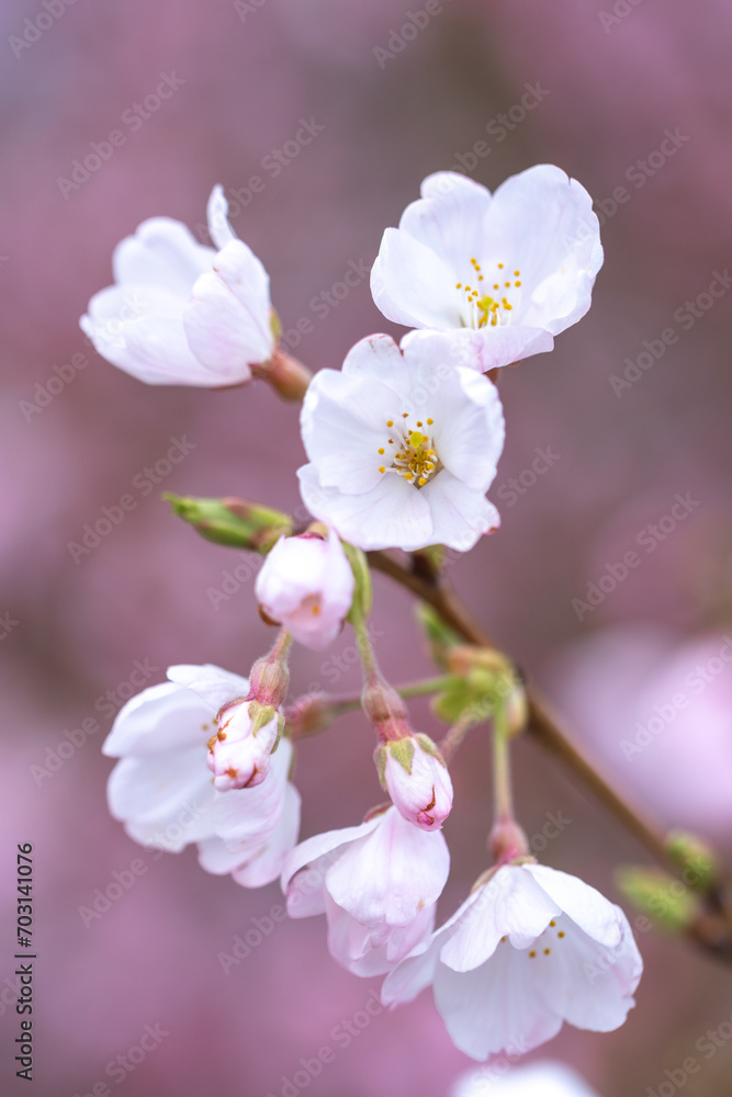 桜の花　春の季節のイメージ