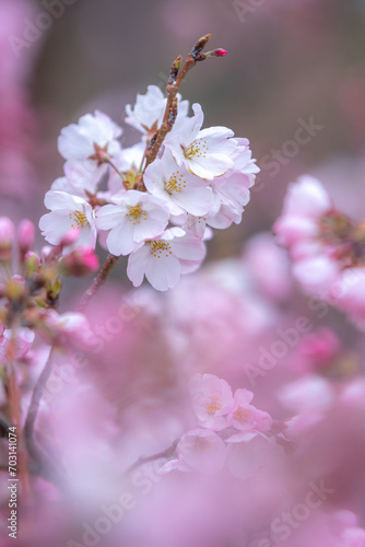 桜の花 春の季節のイメージ