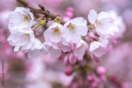 桜の花 春の季節のイメージ