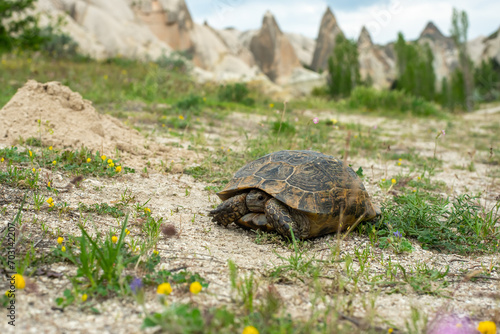 Turtle against the backdrop of the Cappadocia landscape, mountains and flowers