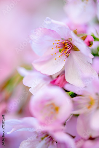 桜の花 春のイメージ