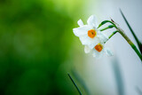 水仙の花　初春のイメージ