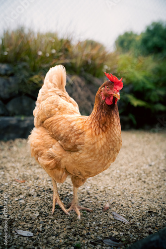 Free range chickens