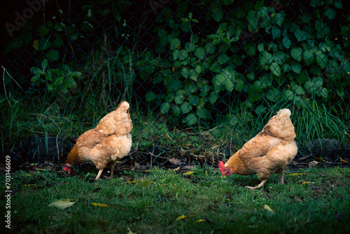 Free range chickens