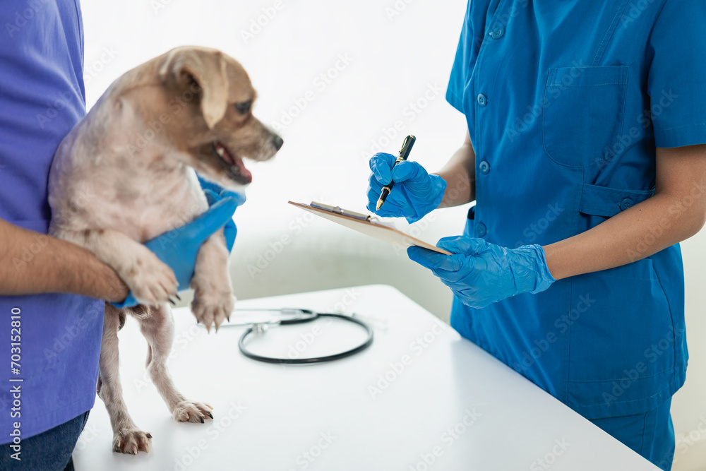 Young female veterinarian examines a Shih Tzu dog on the table in the veterinary clinic. Pet health care, two doctors are examining him Veterinary medicine concepts In the Shih Tzu animal clinic Young female veterinarian examines a Shih Tzu dog on the table in the veterinary clinic. Pet health care, two doctors are examining him Veterinary medicine concepts In the Shih Tzu animal clinic