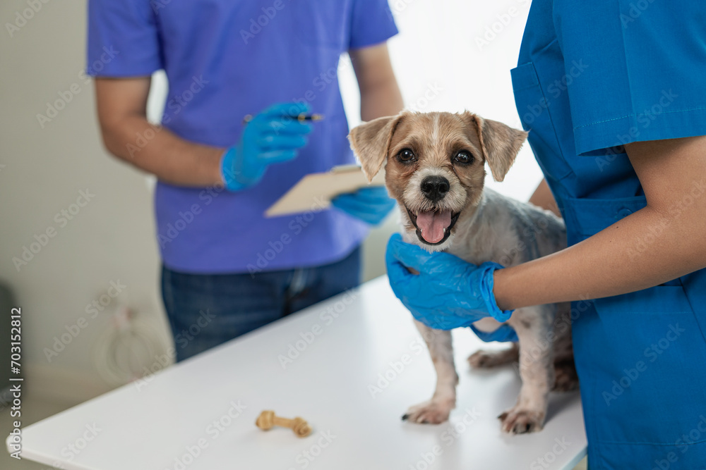 Young female veterinarian examines a Shih Tzu dog on the table in the veterinary clinic. Pet health care, two doctors are examining him Veterinary medicine concepts In the Shih Tzu animal clinic Young female veterinarian examines a Shih Tzu dog on the table in the veterinary clinic. Pet health care, two doctors are examining him Veterinary medicine concepts In the Shih Tzu animal clinic