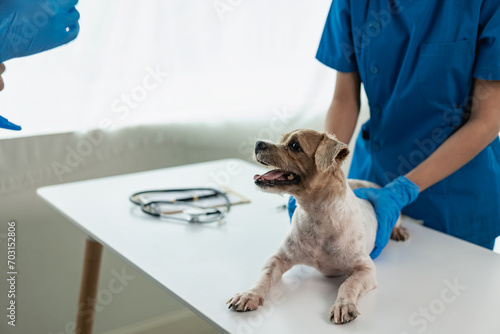 Young female veterinarian examines a Shih Tzu dog on the table in the veterinary clinic. Pet health care, two doctors are examining him Veterinary medicine concepts In the Shih Tzu animal clinic