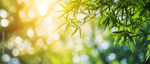Bamboo leaves in the sun. Wide screen background with copy space