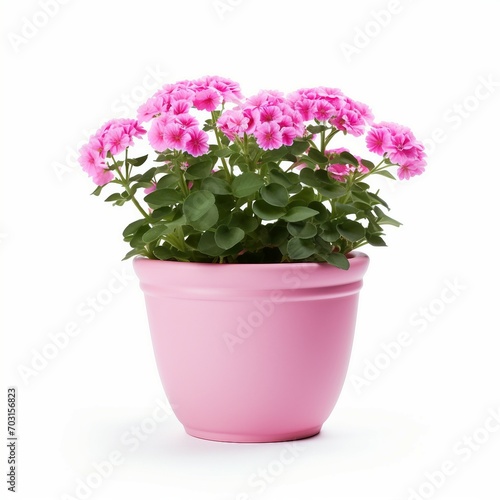 Pink geranium flowers in pink pot isolated on white background  clipping path included