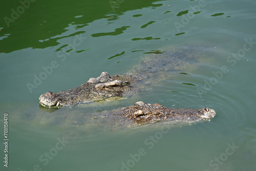 Close-up of crocodiles swimming in the river at Crocodile farm