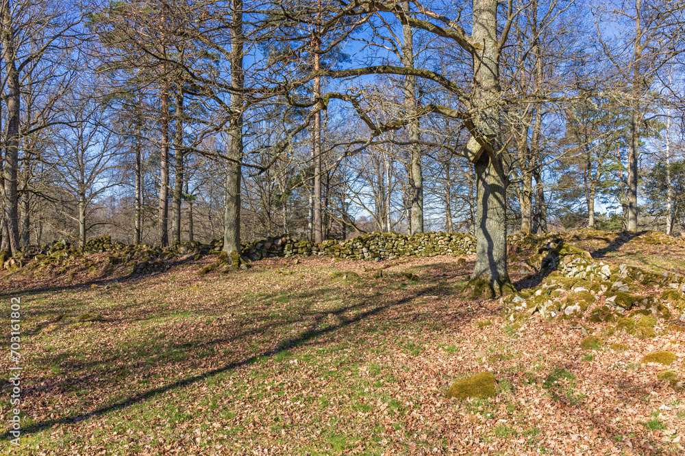 Stone walls in an old cultural landscape with trees on a beautiful spring day