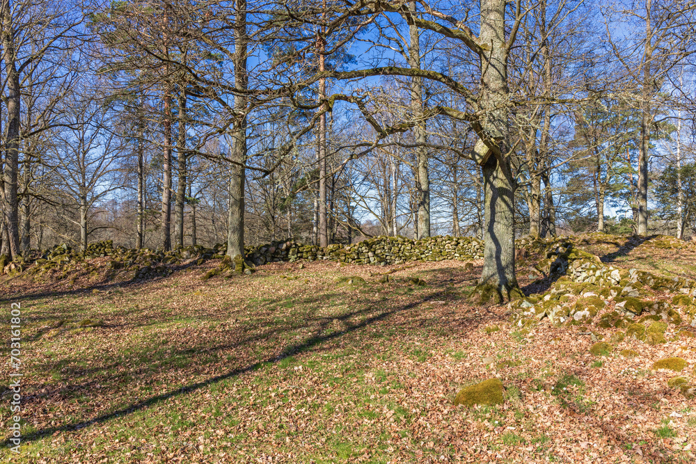 Stone walls in an old cultural landscape with trees on a beautiful spring day Stone walls in an old cultural landscape with trees on a beautiful spring day