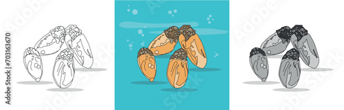  Sea squirts, sea creatures, illustrations. Line art photo