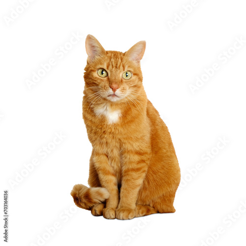 Ginger cat isolated on transparent background sitting and looking at camera. Pets at home.