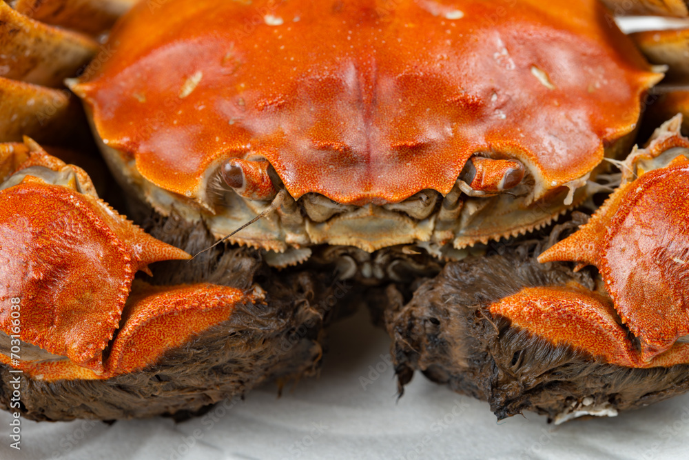 angle view fresh cooked crab close up at horizontal composition angle view fresh cooked crab close up at horizontal composition