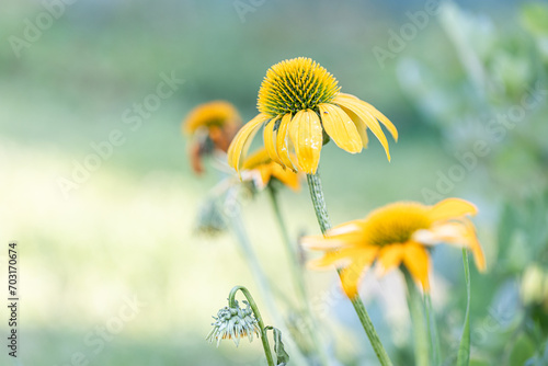 Echinacea Cheyenne spirit flowering in the park on green background. Yellow coneflowers. Echinacea hybrid. Macro. Selective focus. Side view.