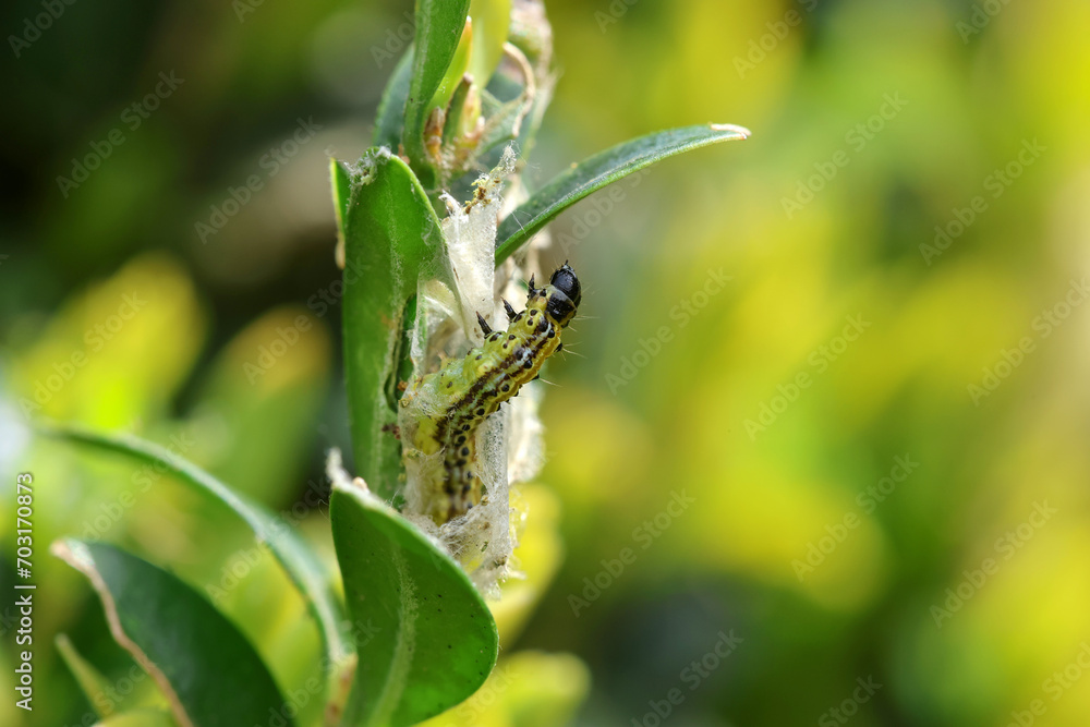 Cydalima perspectalis, the box tree moth is an invasive caterpillar of moth species pest that destroys and eats green boxwood (buxus sempervivens) leaves doing a lot of damage, box eating caterpillar. Cydalima perspectalis, the box tree moth is an invasive caterpillar of moth species pest that destroys and eats green boxwood (buxus sempervivens) leaves doing a lot of damage, box eating caterpillar.