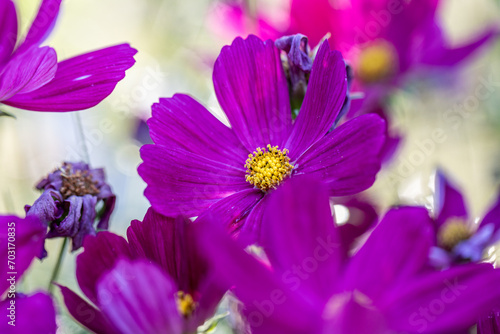 Deep pink Cosmos bipinnatus flower blooming in a garden, blurred green background, closeup with selective focus and copy space