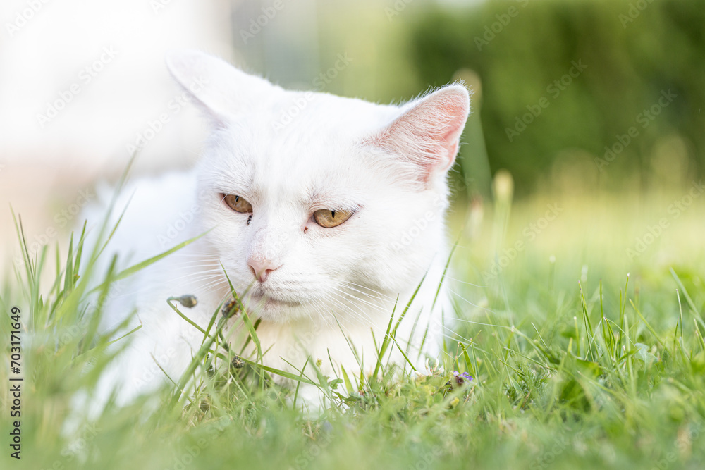 A portrait of beautiful white cat lying in the grass on a sunny day