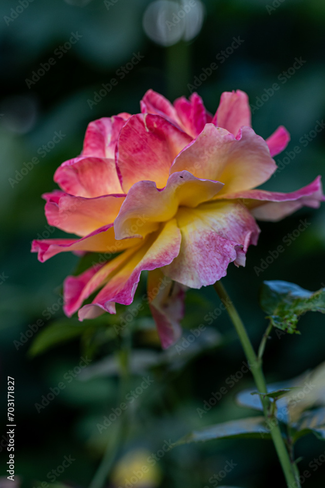 Floribunda rose 'Marie Curie' blooms with pink-yellow flowers in September. Rose is a woody perennial flowering plant of the genus Rosa, in the family Rosaceae Floribunda rose 'Marie Curie' blooms with pink-yellow flowers in September. Rose is a woody perennial flowering plant of the genus Rosa, in the family Rosaceae