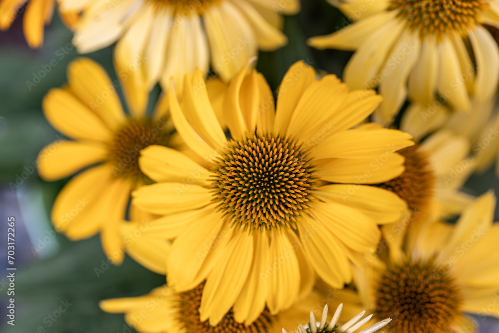 Echinacea Cheyenne spirit flowering in the park on green background. Yellow coneflowers. Echinacea hybrid. Macro. Selective focus. Side view. Echinacea Cheyenne spirit flowering in the park on green background. Yellow coneflowers. Echinacea hybrid. Macro. Selective focus. Side view.